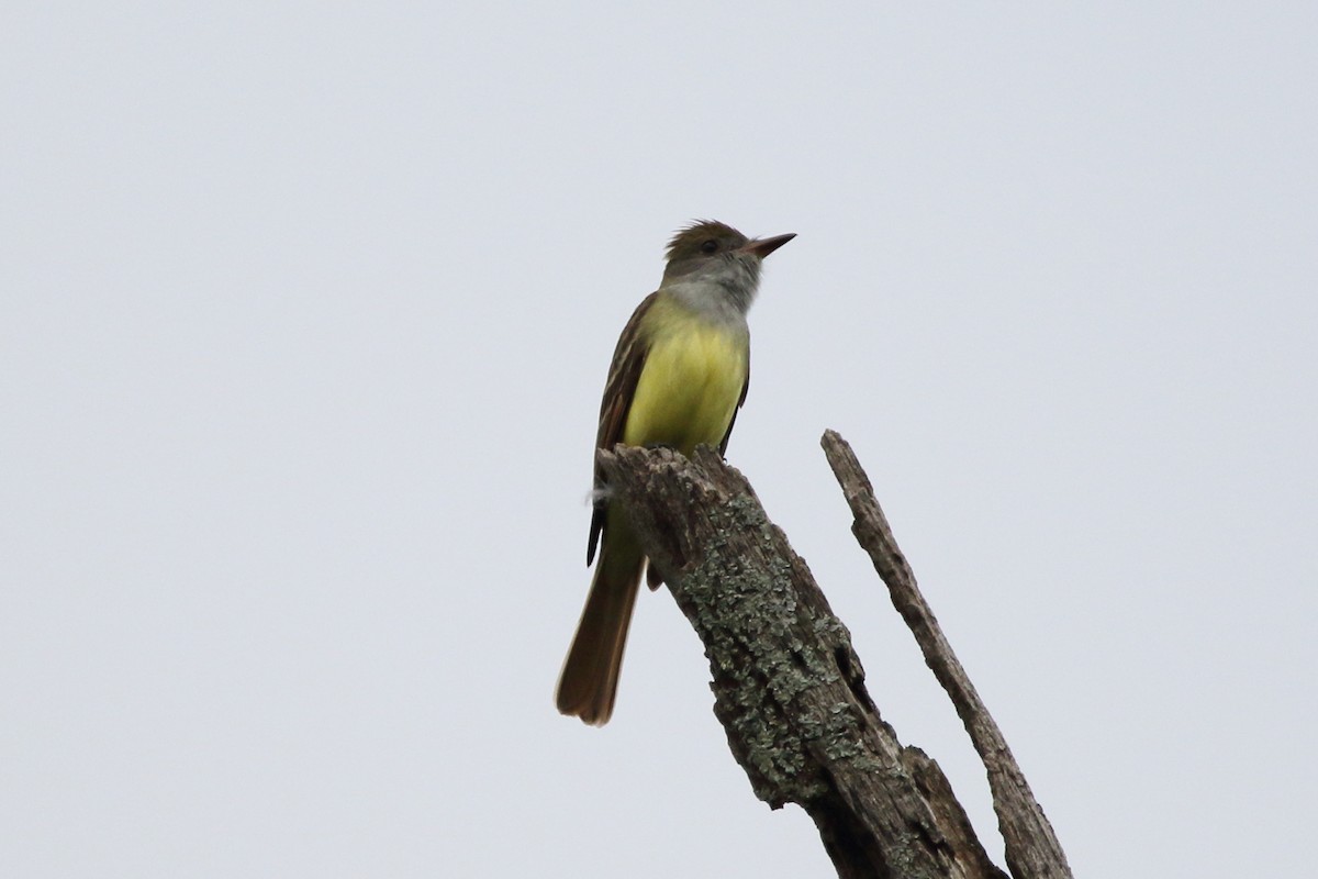 Great Crested Flycatcher - Kenny Benge