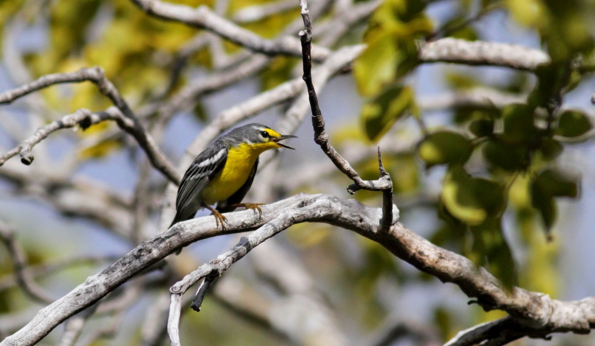 Adelaide's Warbler - ML23058861