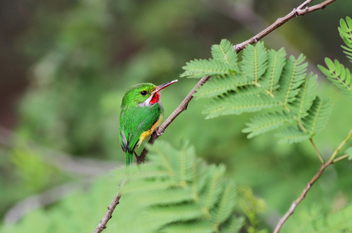 Puerto Rican Tody - ML23058881