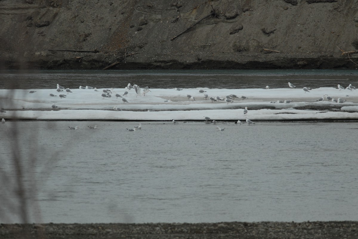 Bonaparte's Gull - ML230590051