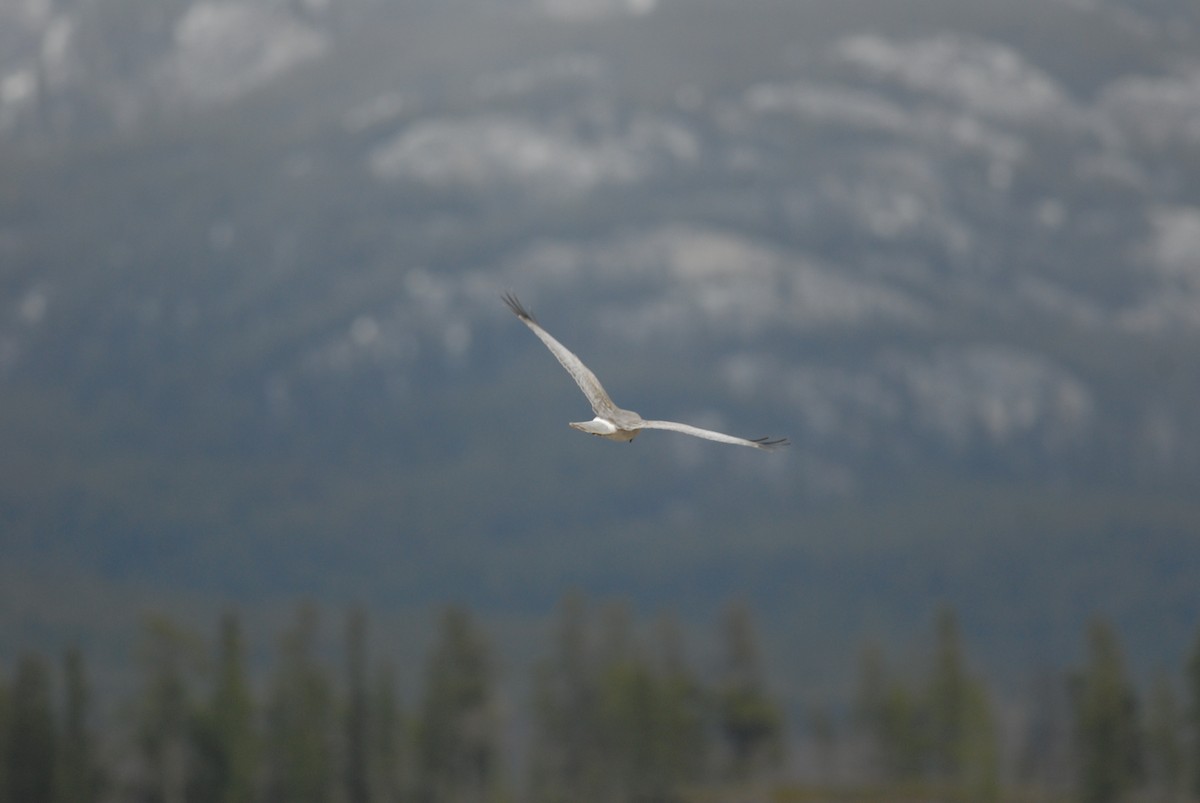 Northern Harrier - Cameron Eckert