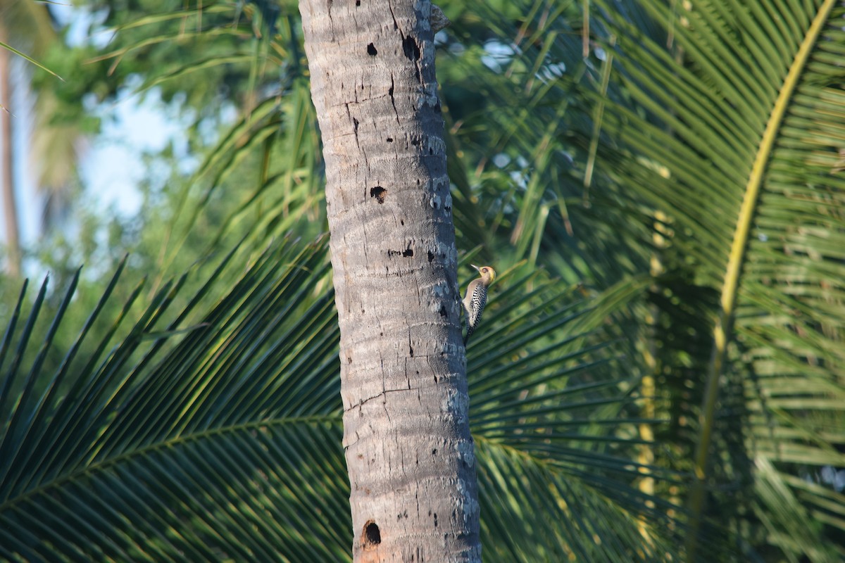 Golden-cheeked Woodpecker - Paulo Tabares
