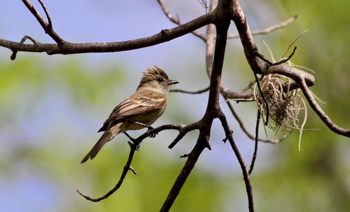 Caribbean Elaenia - ML23059111