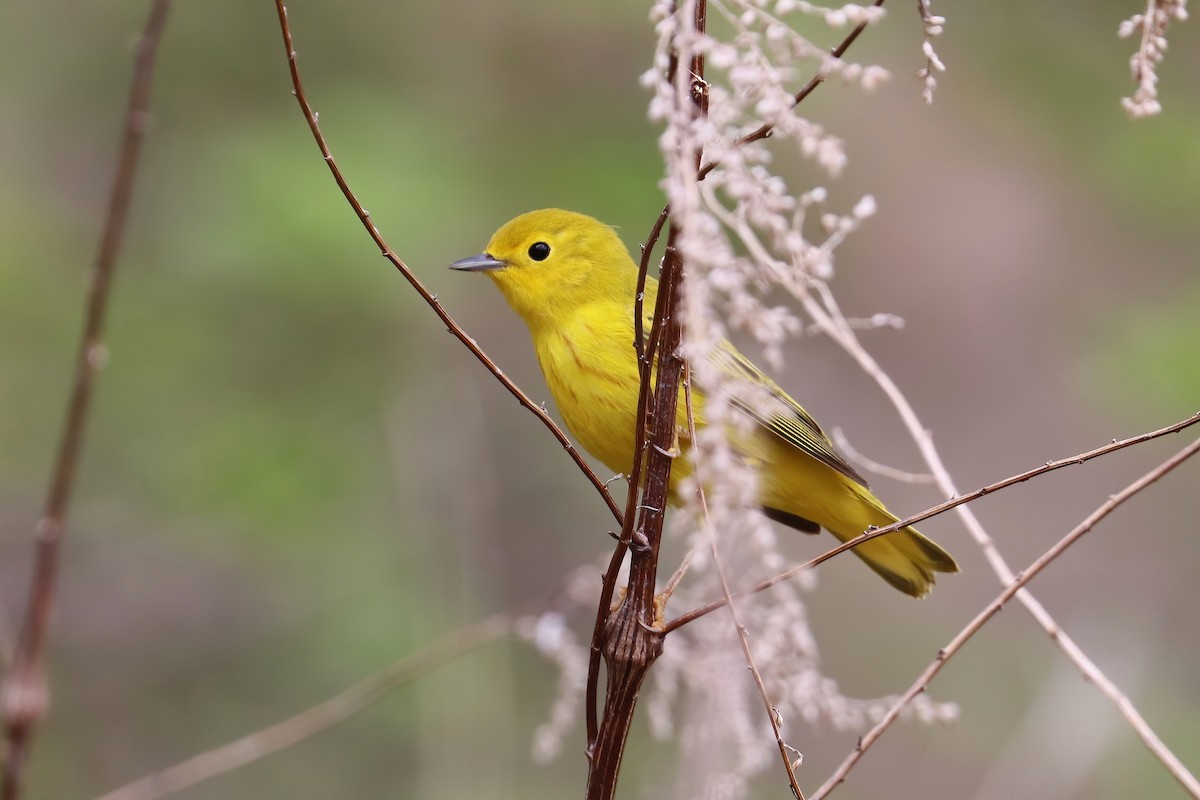 Paruline jaune (groupe aestiva) - ML230591111