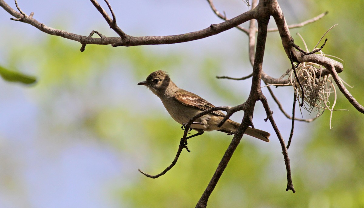 Caribbean Elaenia - ML23059171