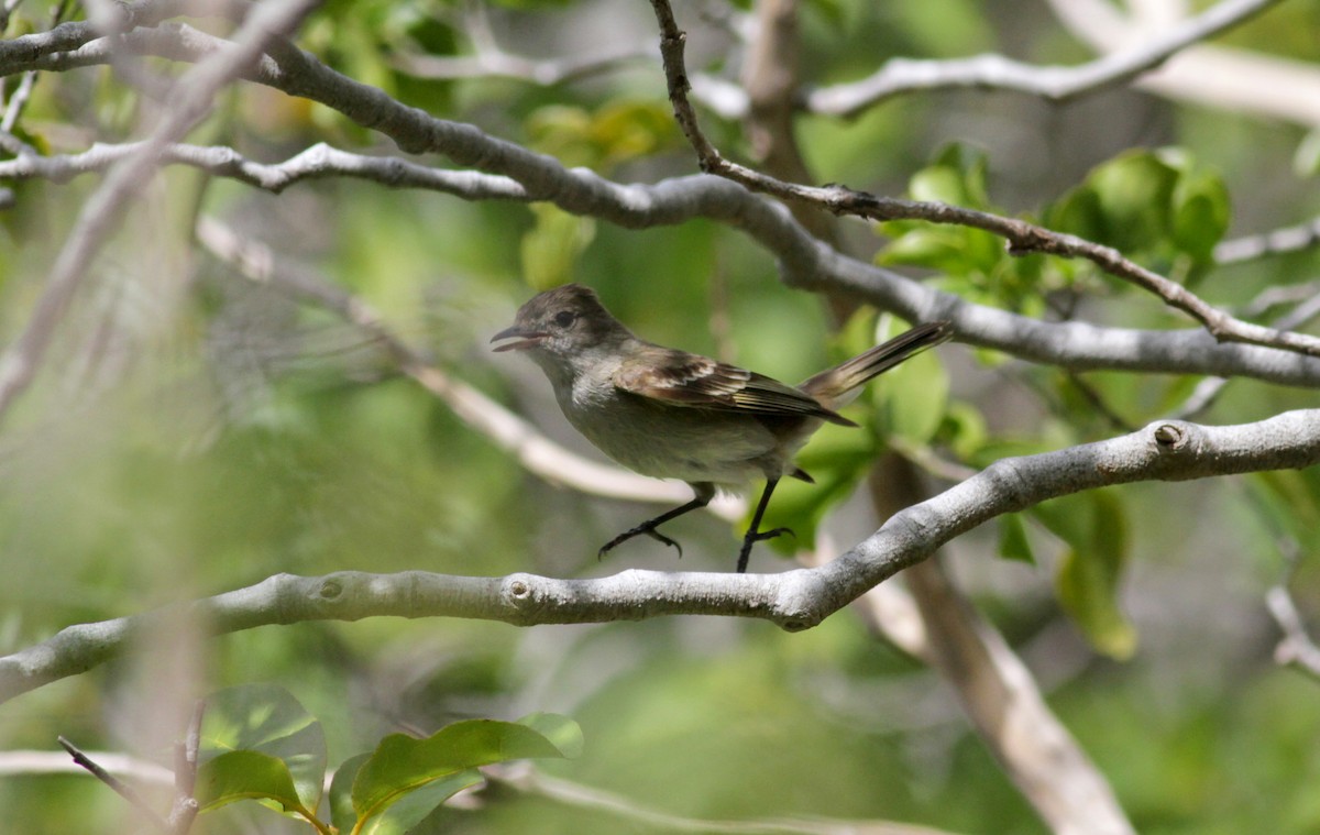 Caribbean Elaenia - ML23059211