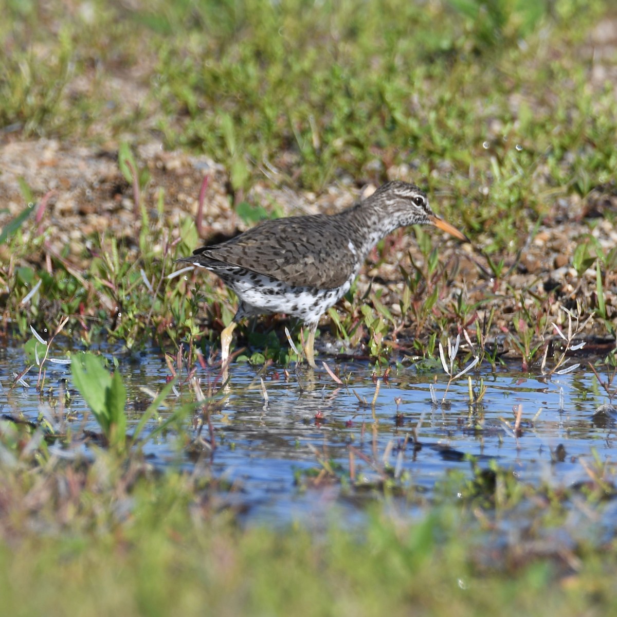 Spotted Sandpiper - ML230593031