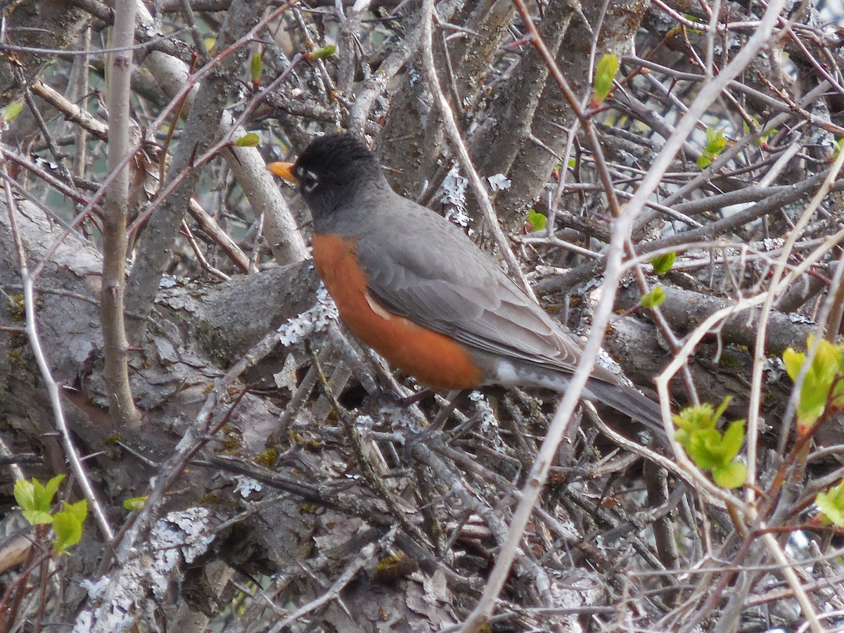 American Robin - ML230594061