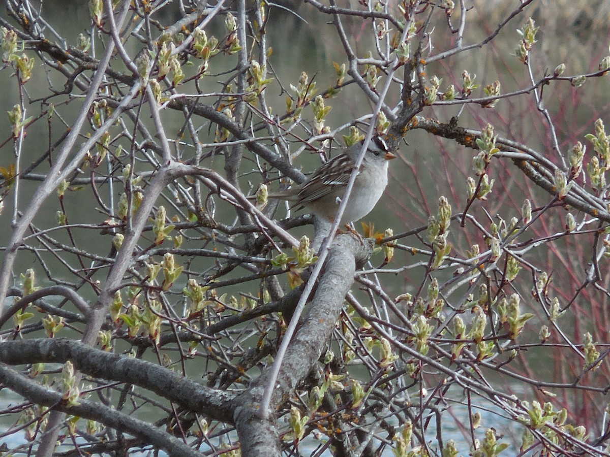 White-crowned Sparrow - ML230594191