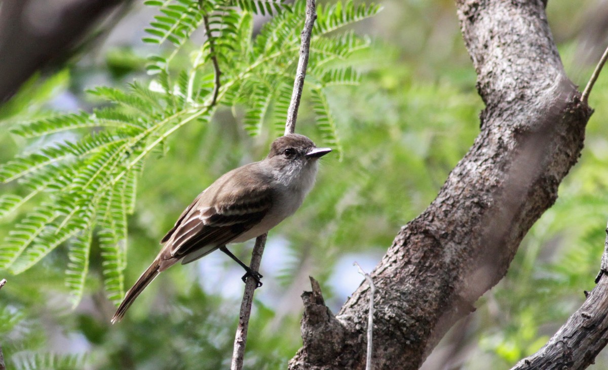 Puerto Rican Flycatcher - ML23059441