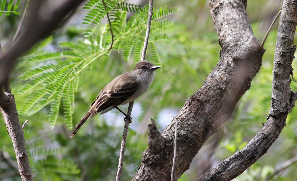 Puerto Rican Flycatcher - ML23059451