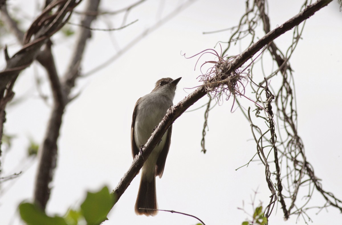 Puerto Rican Flycatcher - ML23059461