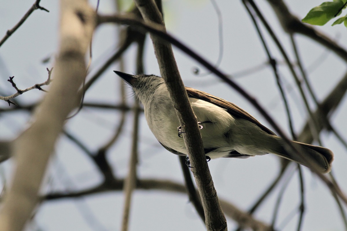 Puerto Rican Flycatcher - ML23059521