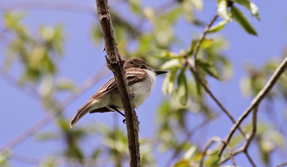 Puerto Rican Flycatcher - ML23059531