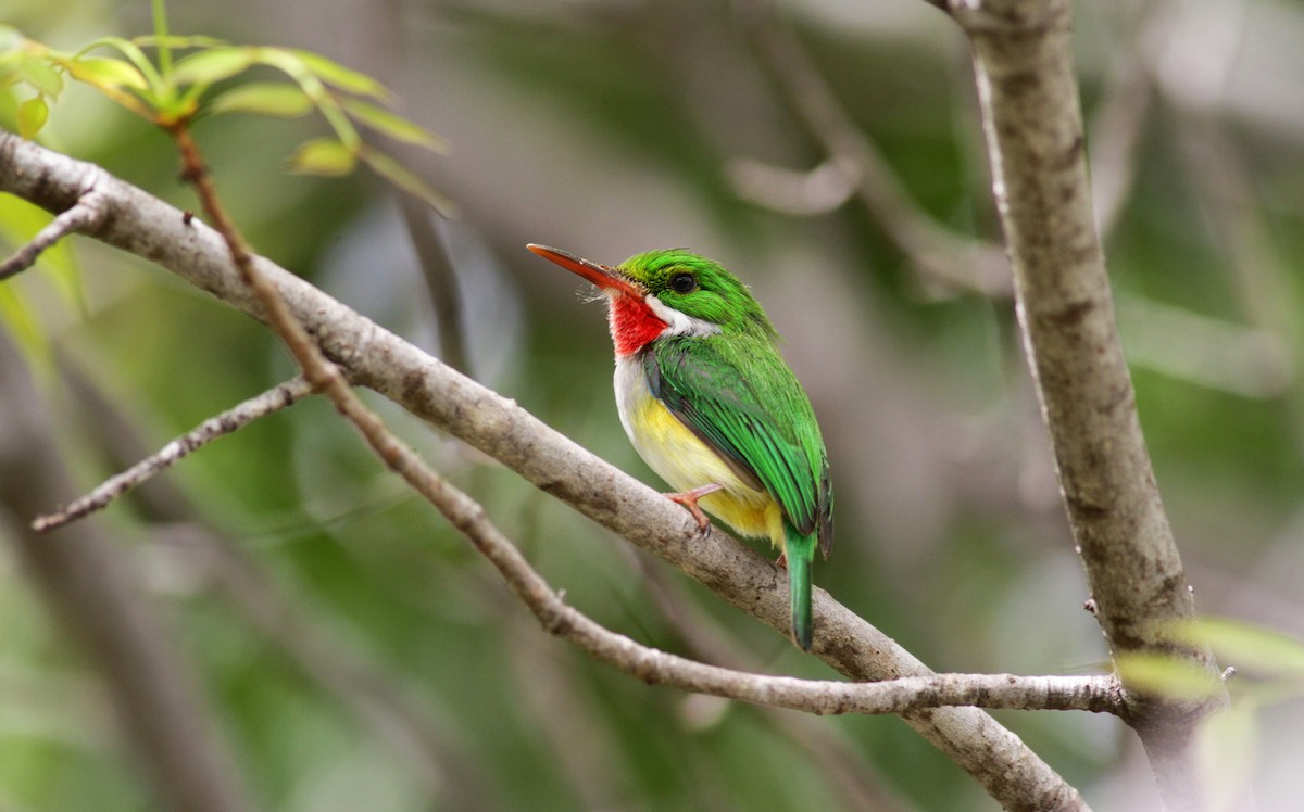 Puerto Rican Tody - ML23059561