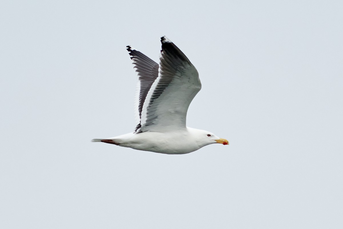 Great Black-backed Gull - Patrice St-Pierre
