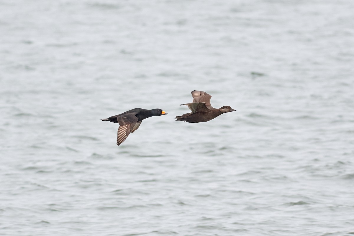 Black Scoter - ML230596091