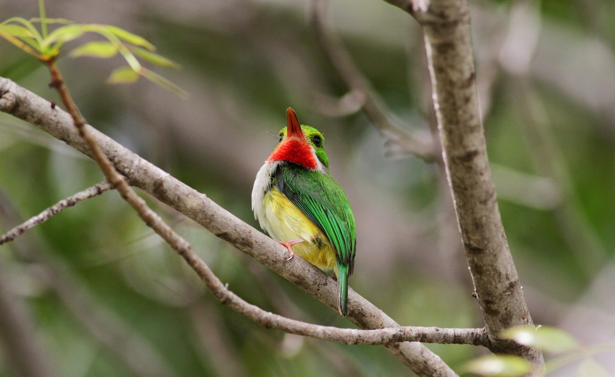 Puerto Rican Tody - Jay McGowan