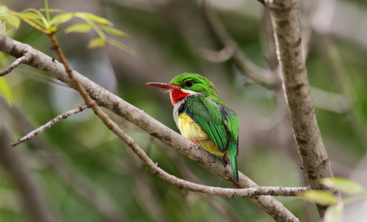 Puerto Rican Tody - ML23059861