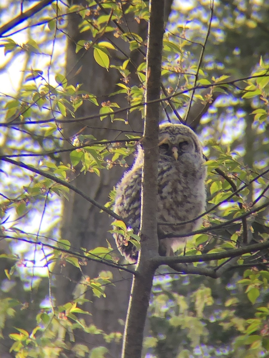 Barred Owl - ML230599651