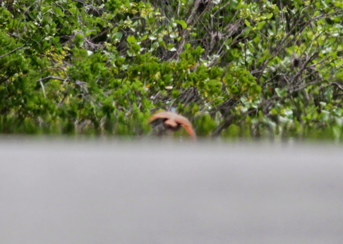 Key West Quail-Dove - Jay McGowan