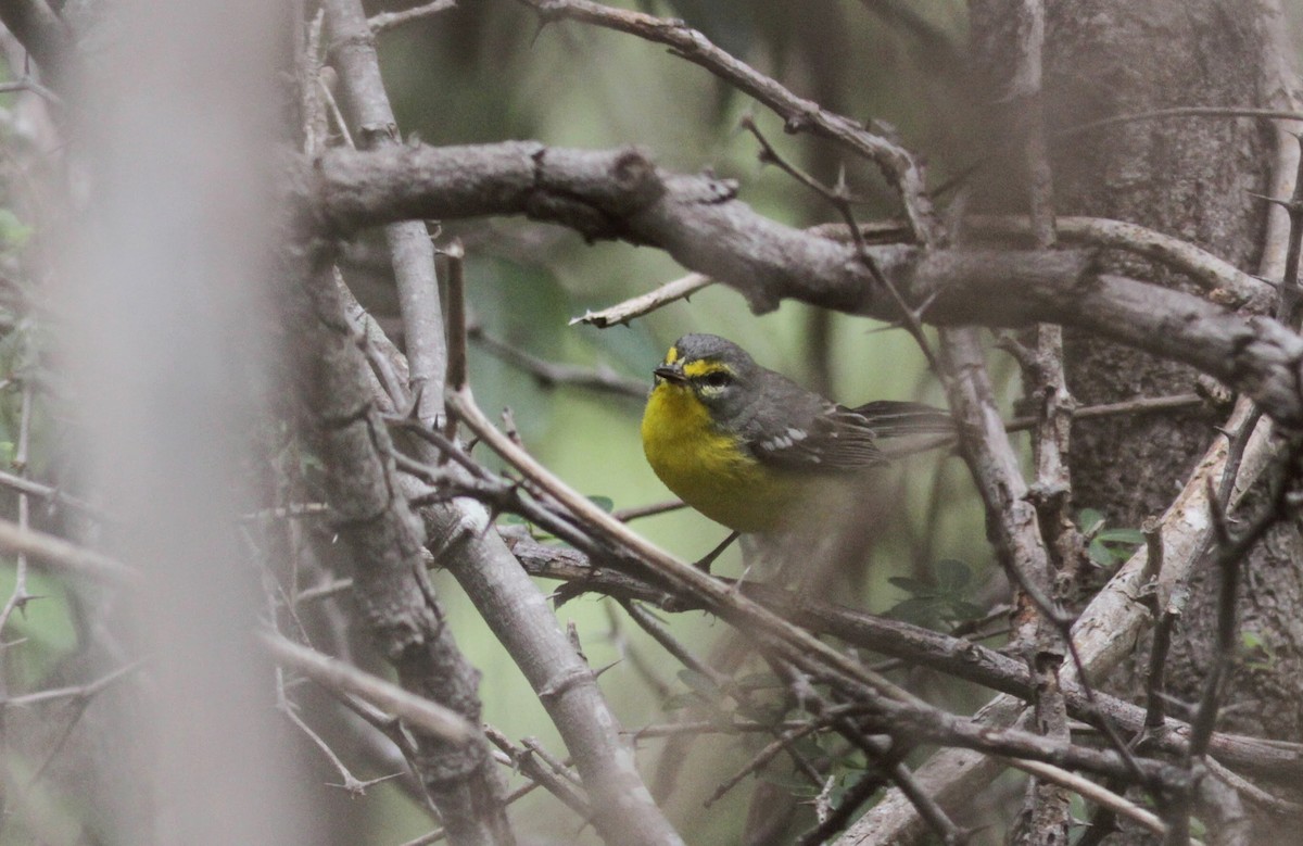 Adelaide's Warbler - ML23060071