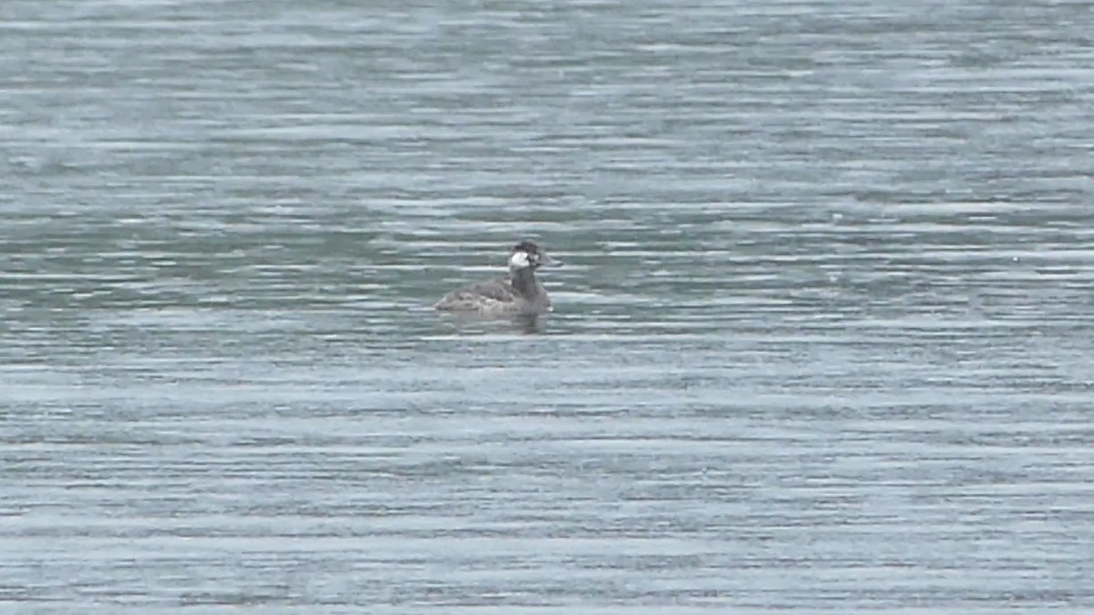 Ruddy Duck - ML230601231