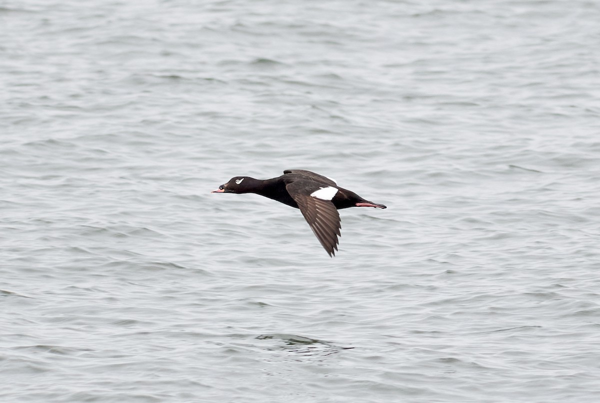 White-winged Scoter - ML230602321