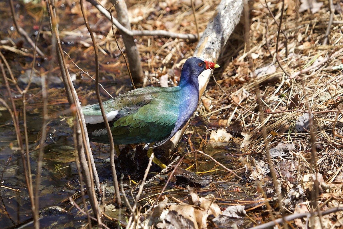 Purple Gallinule - Mary Keleher