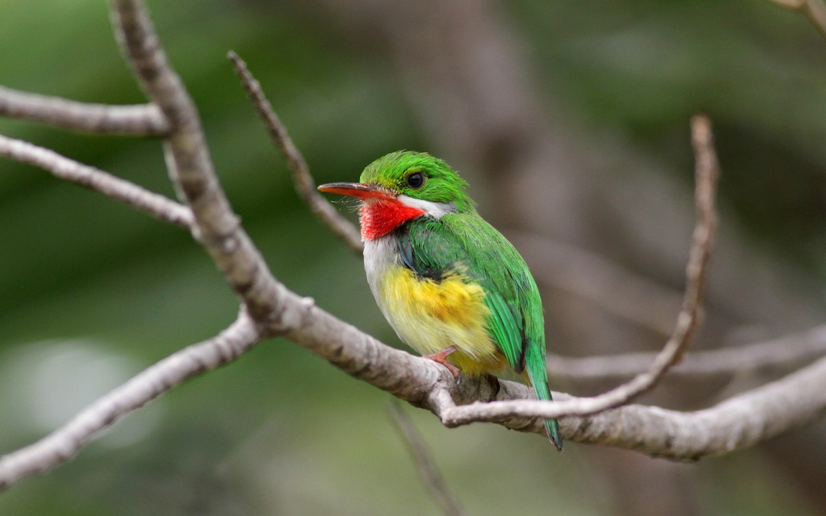 Puerto Rican Tody - Jay McGowan