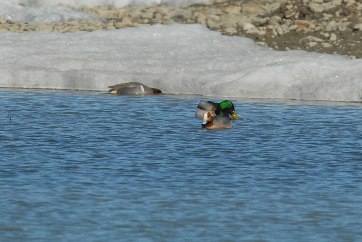 Eurasian Wigeon - ML230605691