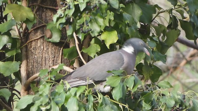 Common Wood-Pigeon - ML230606961