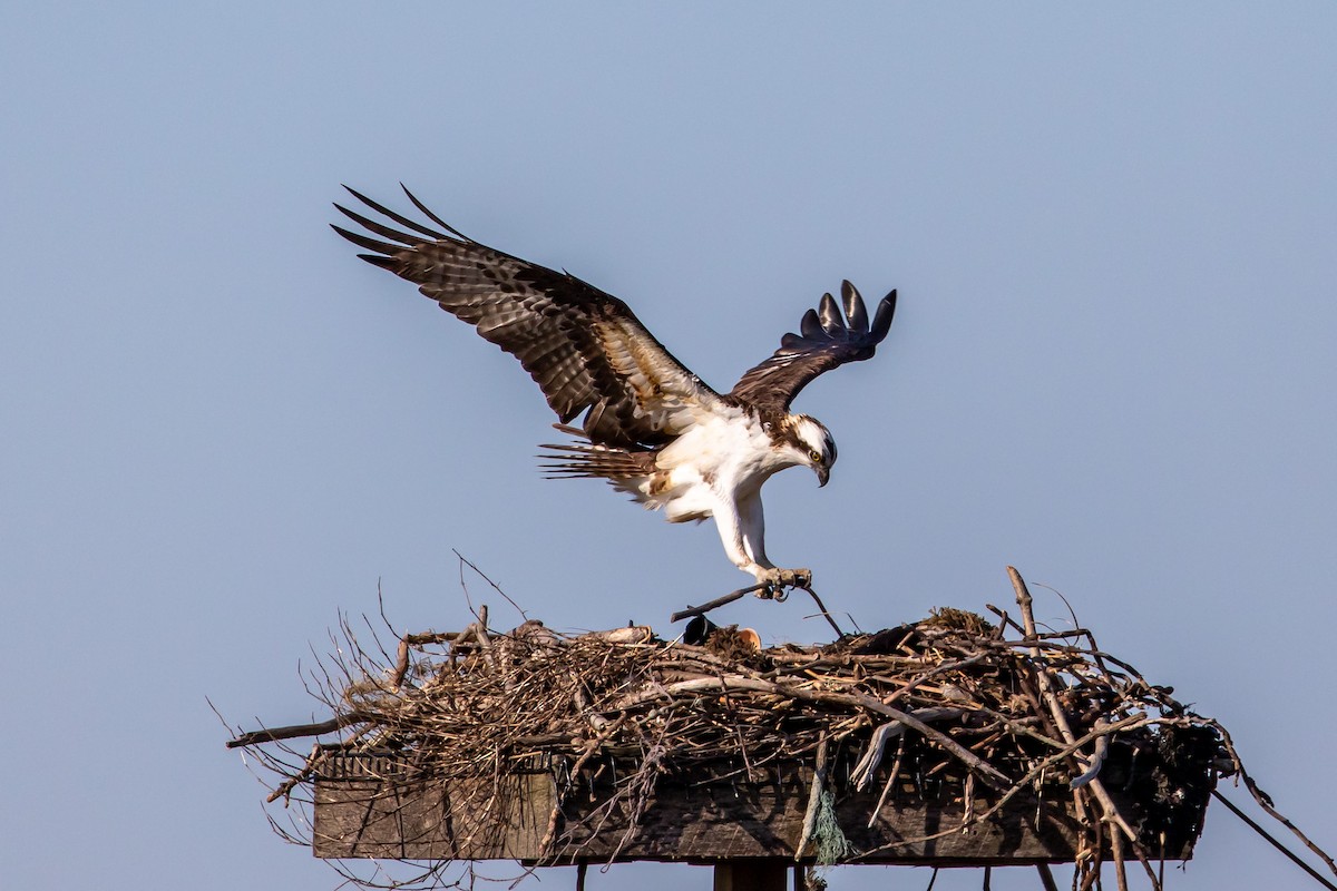 Osprey - ML230606981