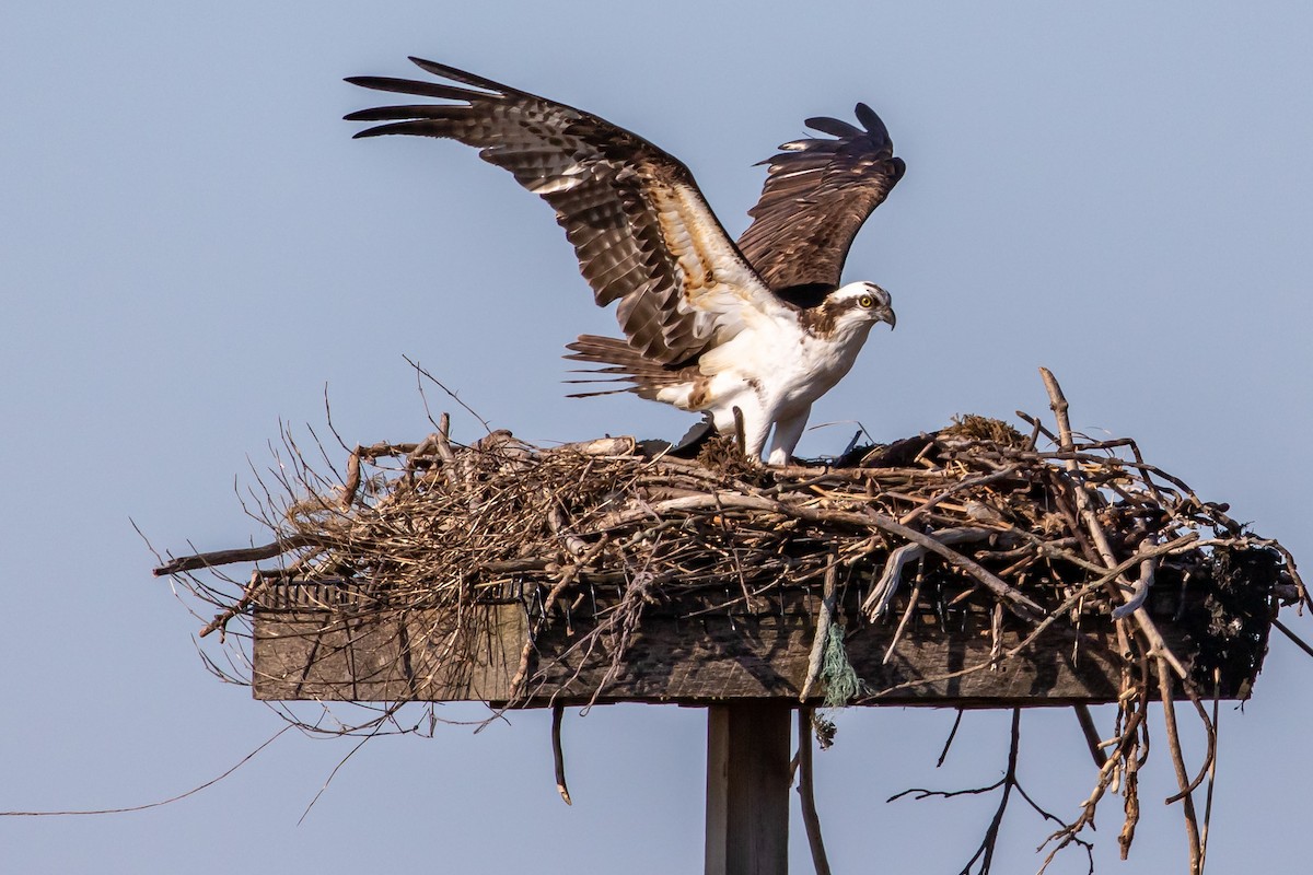 Osprey - ML230606991