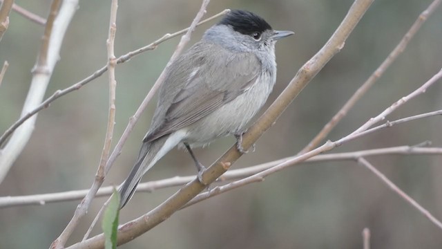 Eurasian Blackcap - ML230607321