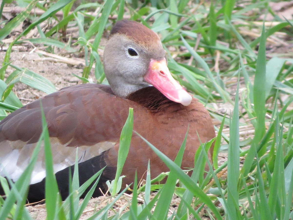 Black-bellied Whistling-Duck - ML230610521