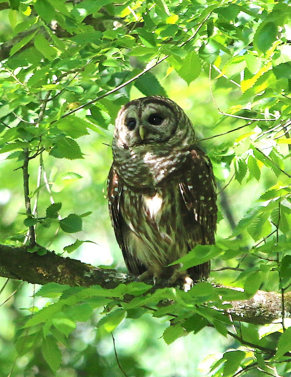 Barred Owl - ML230614241