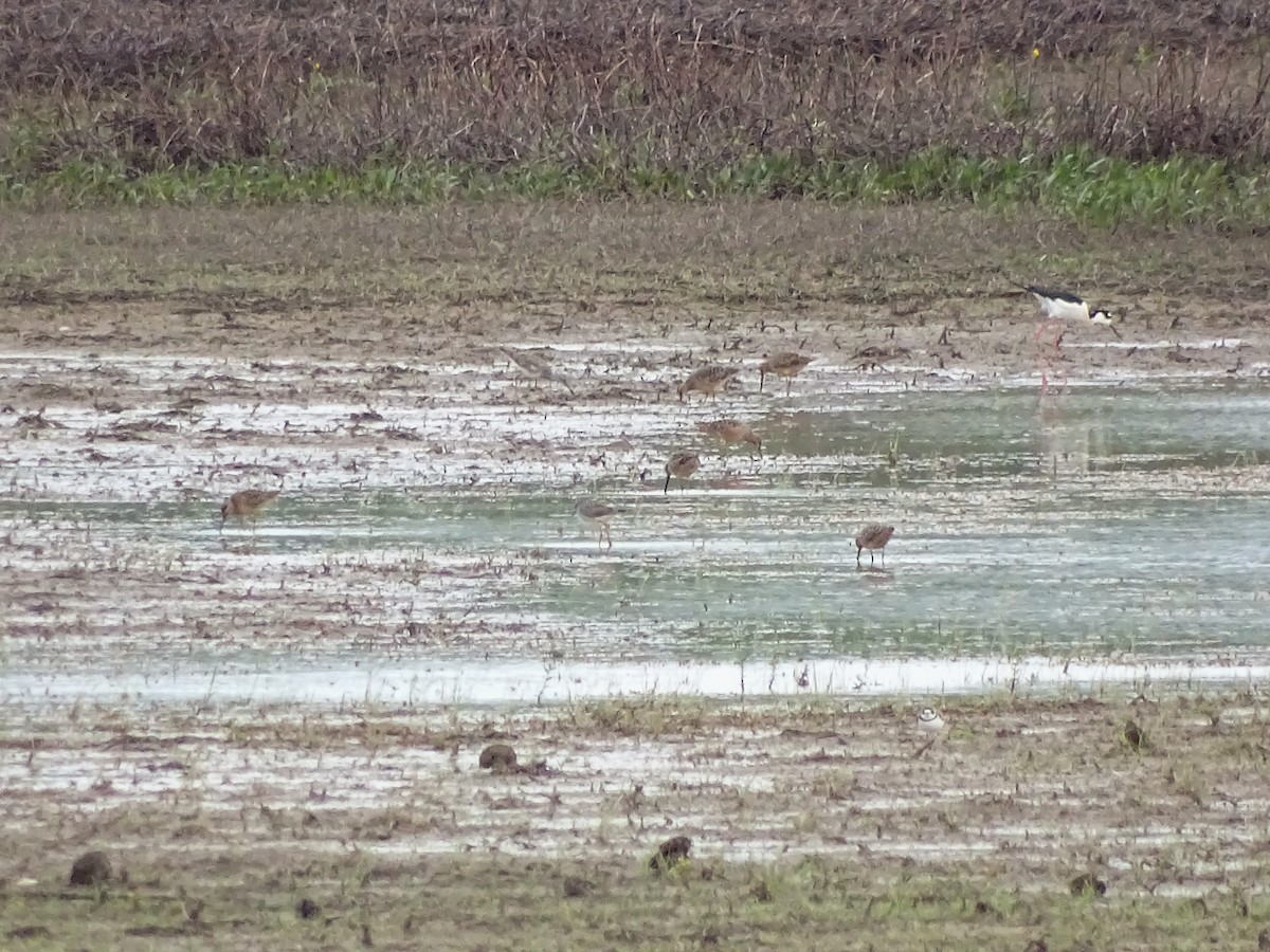 Short-billed/Long-billed Dowitcher - Julia Wilson