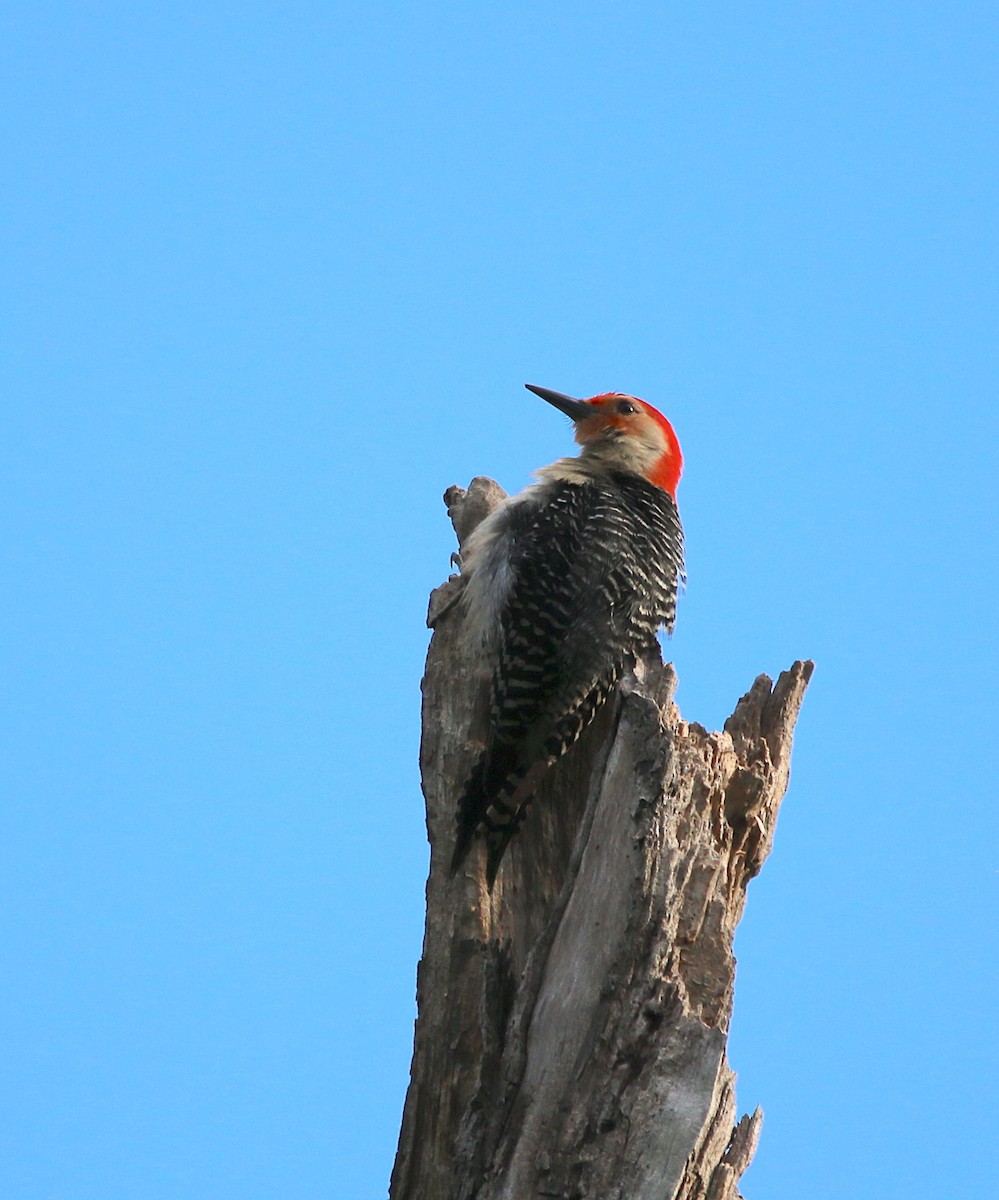 Red-bellied Woodpecker - Lori White