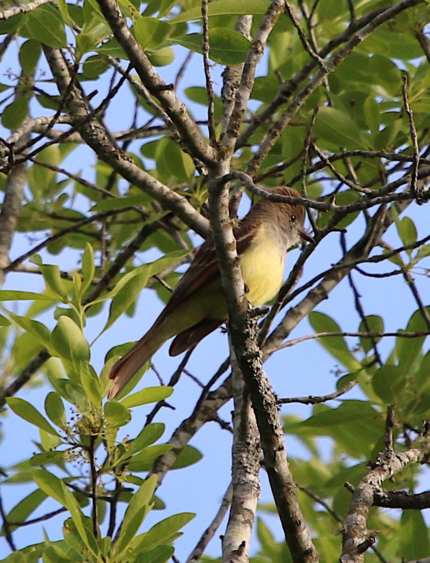 Great Crested Flycatcher - ML230614551