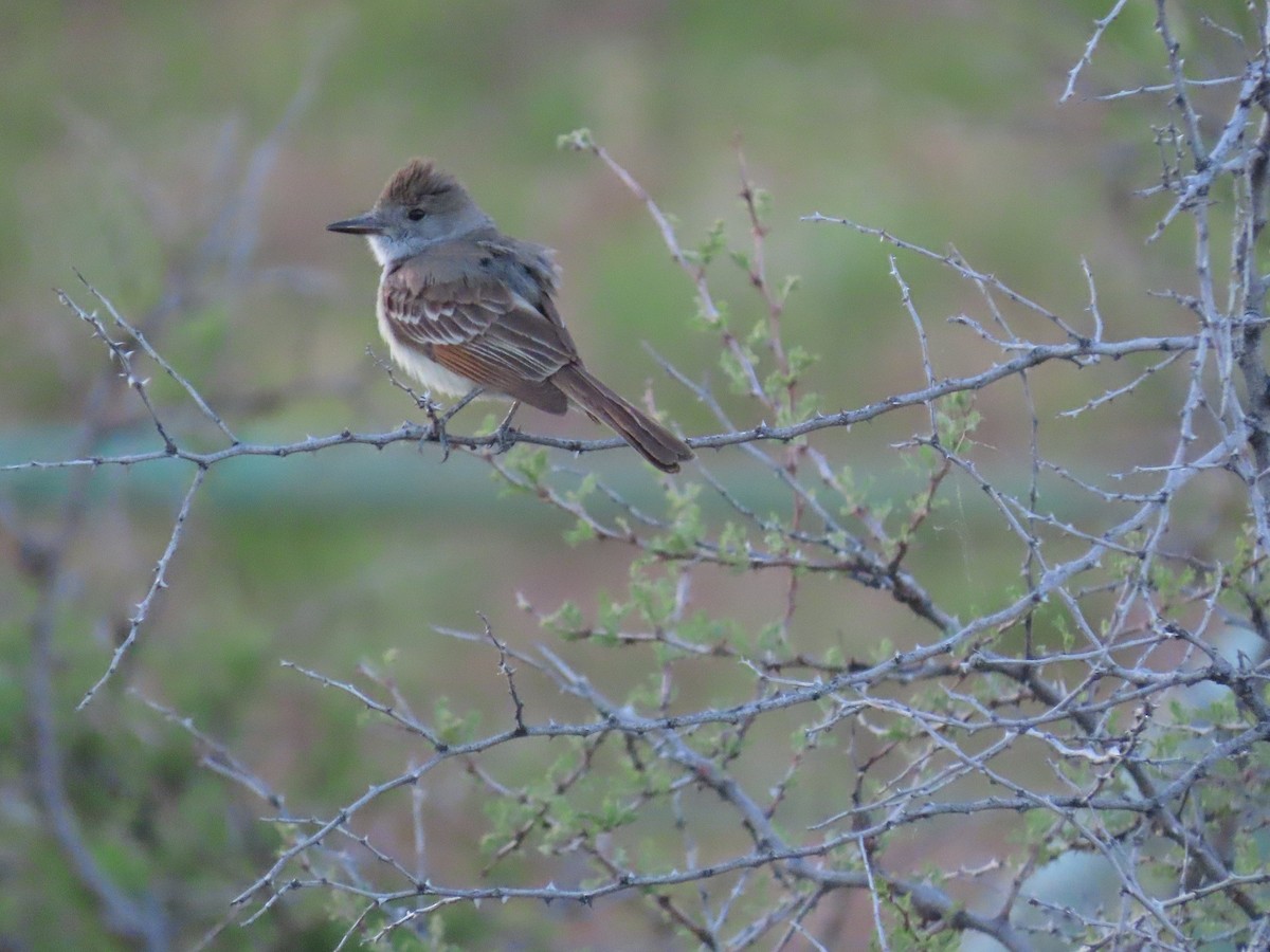 Ash-throated Flycatcher - ML230614621