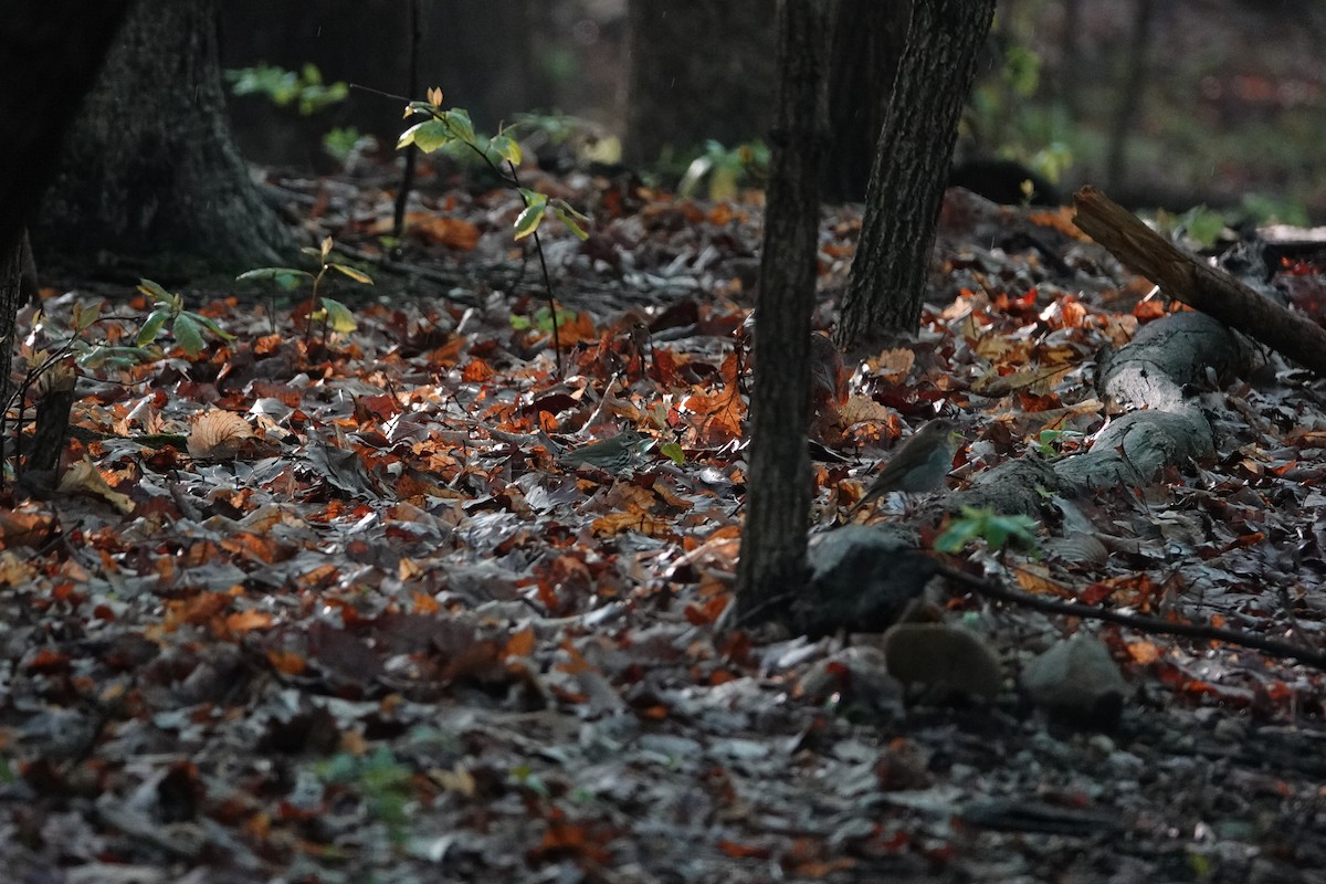 Ovenbird - Scott Stafford