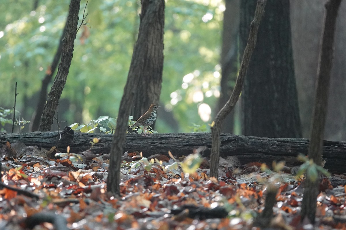 Wood Thrush - ML230615011