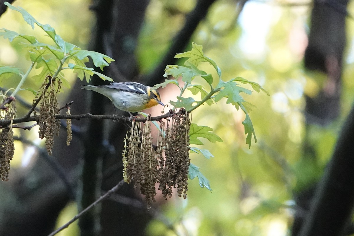 Blackburnian Warbler - ML230615101