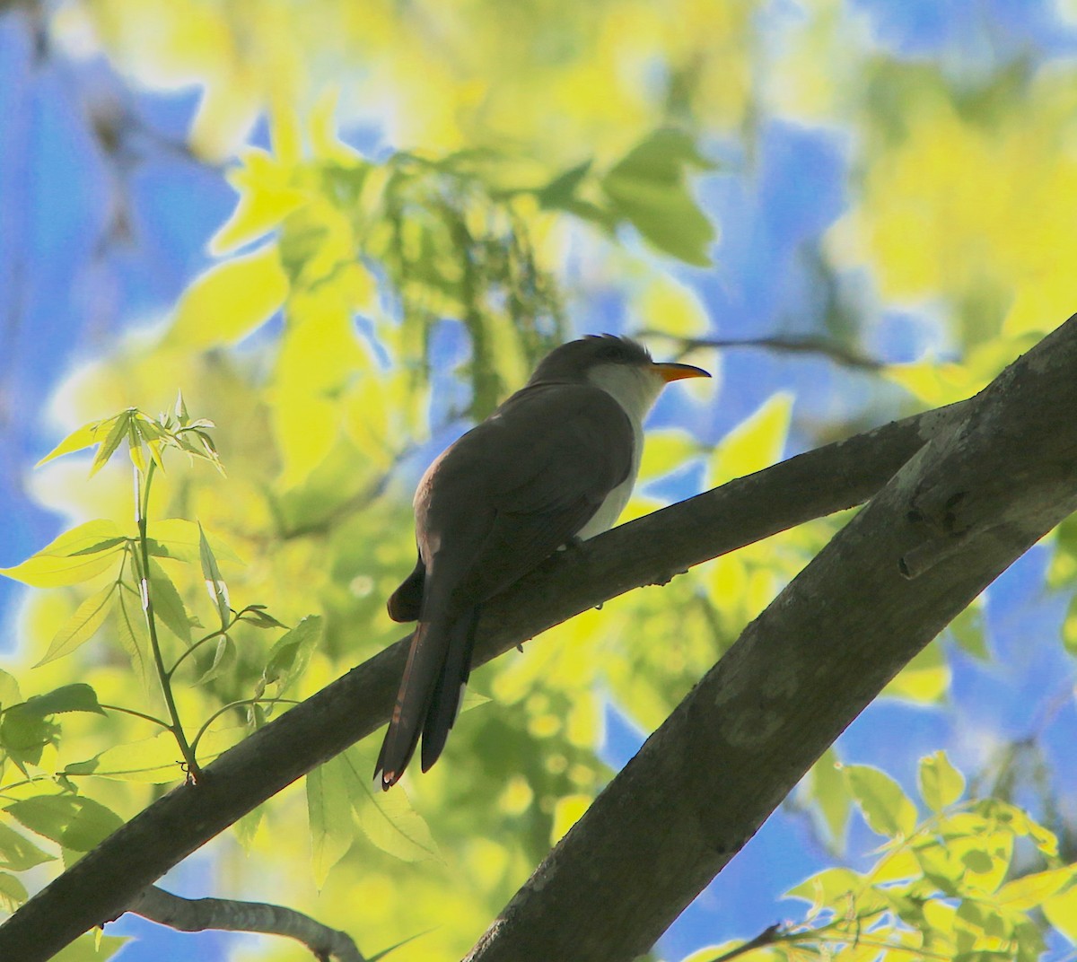 Yellow-billed Cuckoo - ML230615491