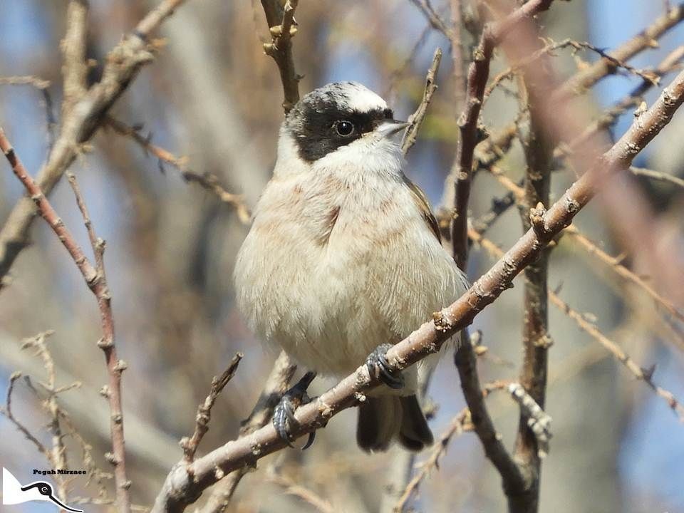 White-crowned Penduline-Tit - ML230615561