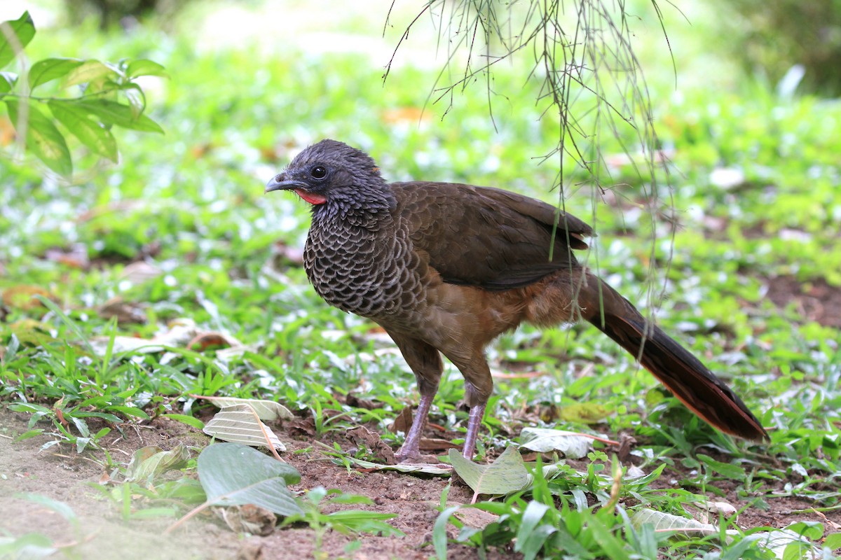 Colombian Chachalaca - Diane St-Jacques