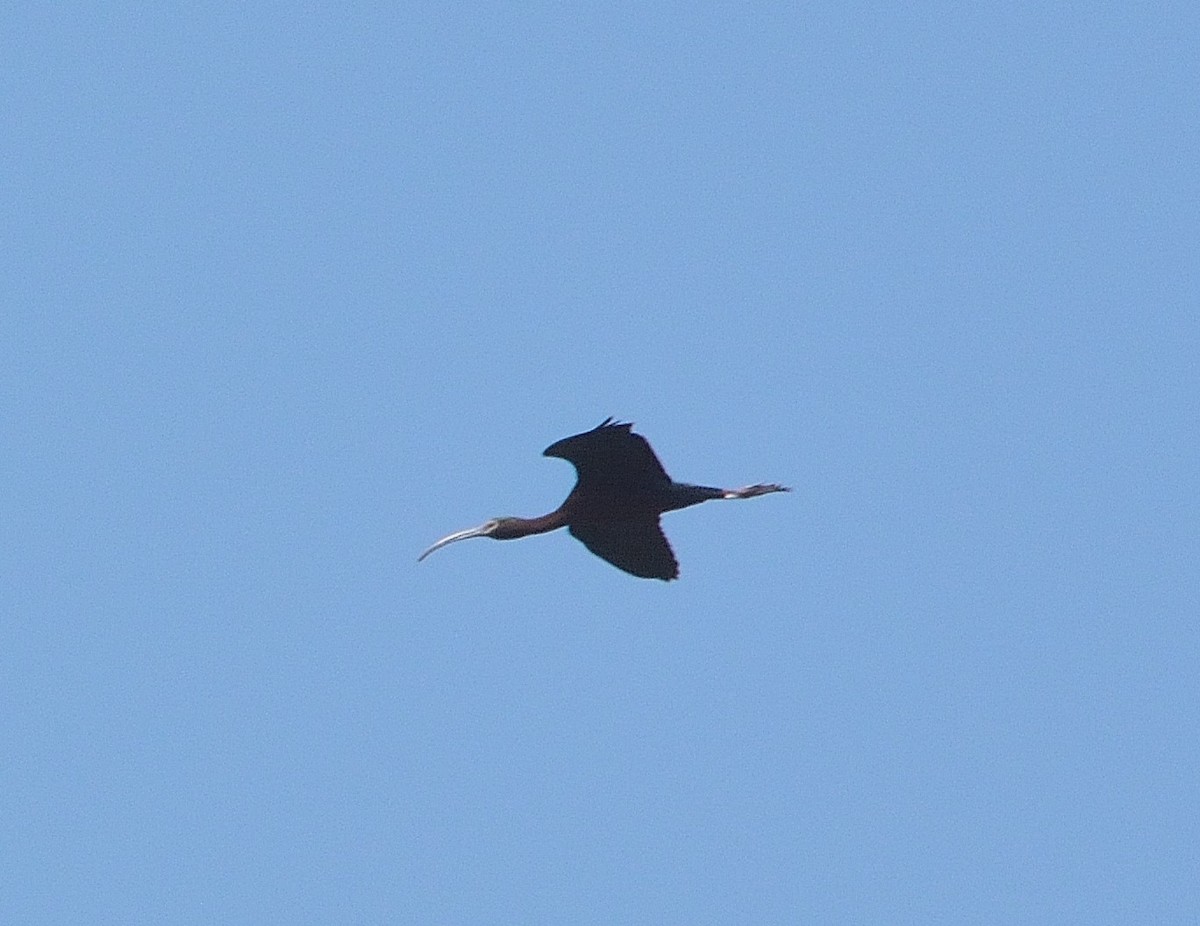 ibis americký - ML230616561