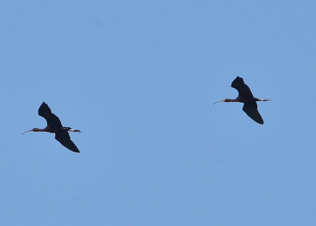 ibis americký - ML230616701
