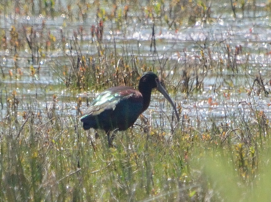 Ibis à face blanche - ML230616721